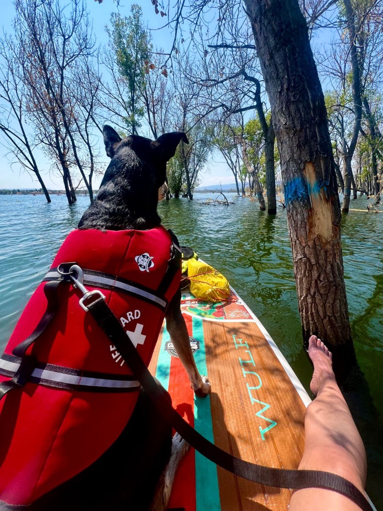 Beth’s dog in a red life vest riding a paddleboard among flooded trees