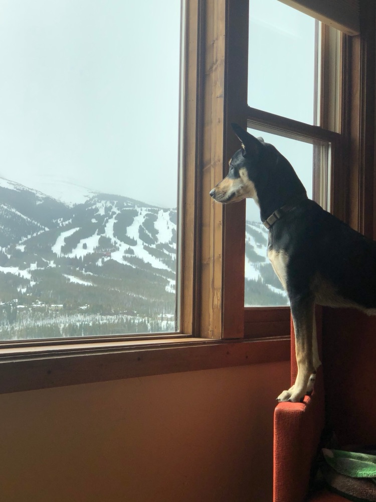 Beth’s dog at a window looking out at snowy ski runs